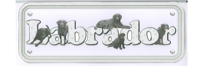 Labrador - black Labrador - black